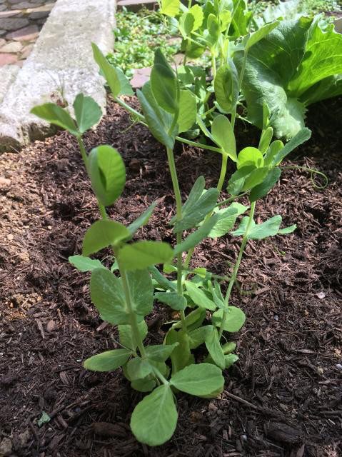 大好きな豆の苗を庭に夫が植えてくれました。