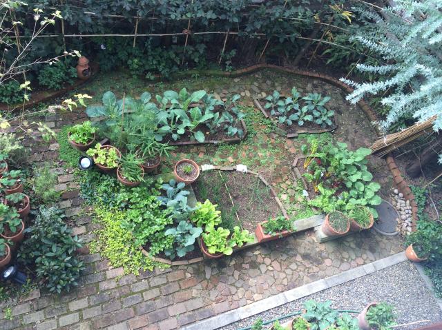 秋の我が家のキッチンガーデン